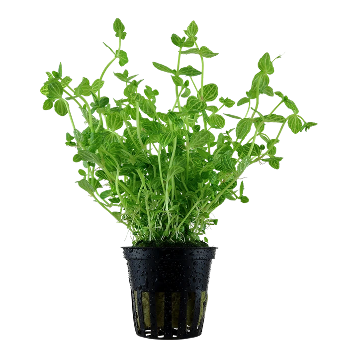 Tropica Akvarieplante i potte Lindernia rotundifolia